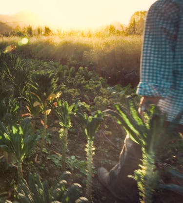 farmer during sunrise