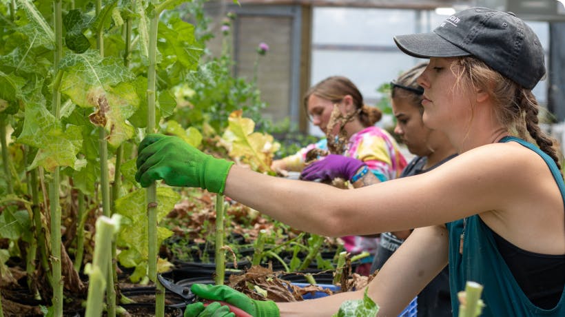 Volunteers working in the greenhouse