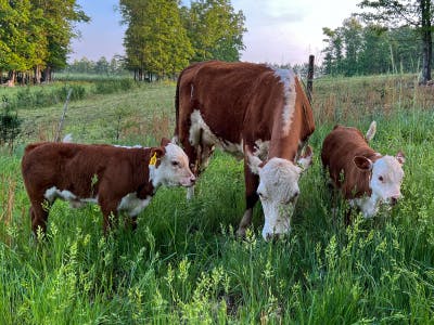 cows grazing