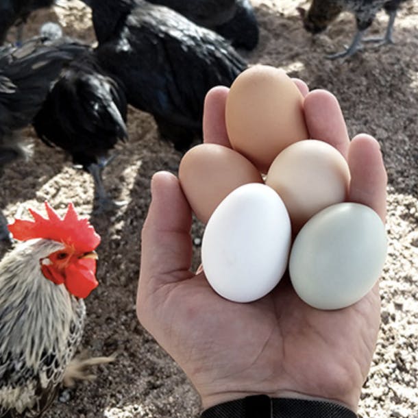 fresh eggs in persons hand